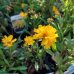 Krásnoočko veľkokveté (Coreopsis grandiflora) ´FULL MOON´, kont. P9